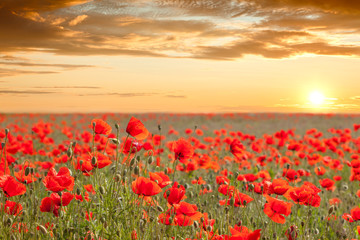 Beautiful poppy field landscape with golden sky, sun and