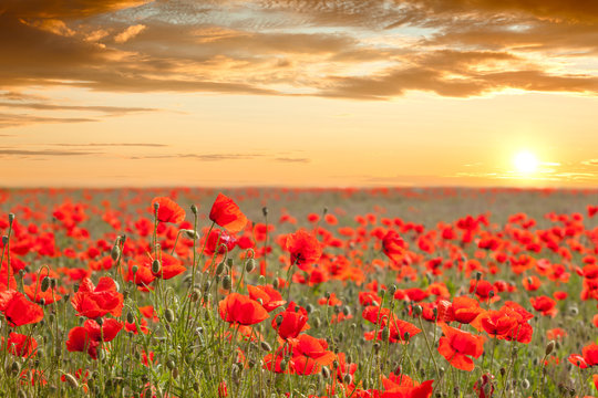 Beautiful poppy field landscape with golden sky, sun and