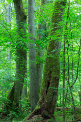 Group of old trees in summer forest