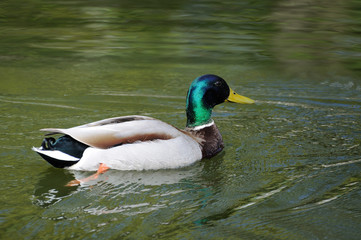 Mallard duck