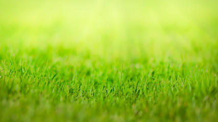 Plakat Green grass meadow