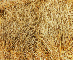 Golden ears of wheat, background