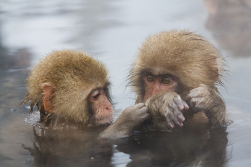 Naklejka premium Snow monkey kids in hot spring at Jigokudani