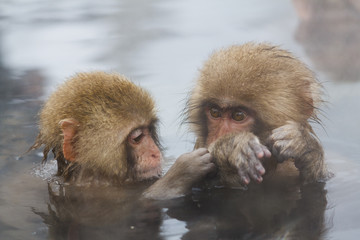 Snow monkey kids in hot spring at Jigokudani
