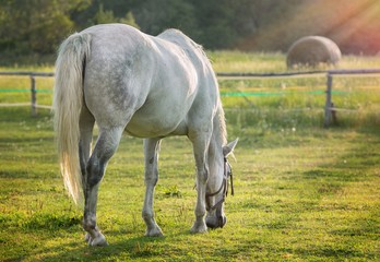 Obraz na płótnie Canvas grazing horse in early morning backlight