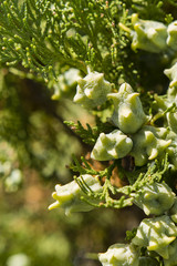 seed heads on leaves Cypress