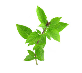 Sweet Basil isolated on white background.