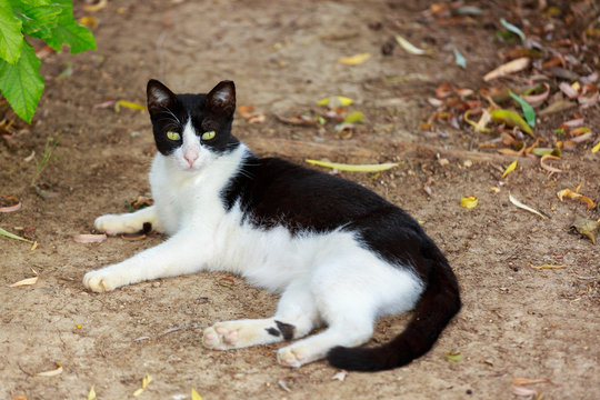 Black and white cat lying on the ground