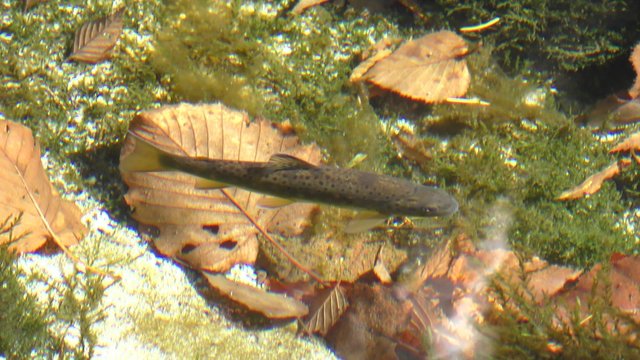 上高地の川魚