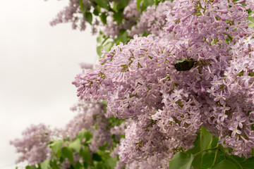 Blooming Lilac