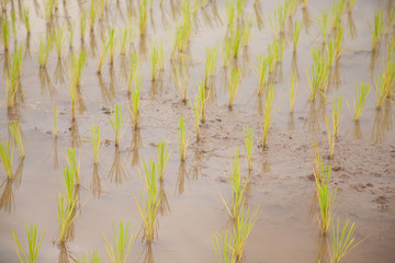 rice plant farmers planting rice.