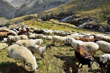Fototapeta premium Schafherde in den Alpen
