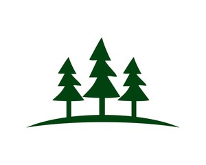 Obraz premium pine tree