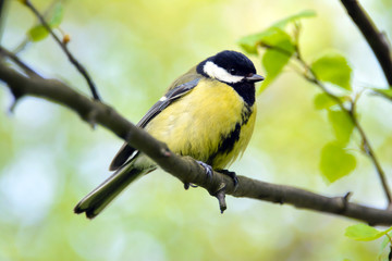 Fototapeta premium Tit bird on a branch, tit close up. Great tit, or bolshak, Parus major, Lives throughout Europe, the Middle East, Central and North Asia, in some parts of North Africa, wildlife, animal planet.