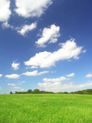 Fototapeta premium 秋の空と草原