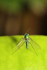 Fly insect