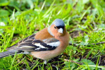 Chaffinch bird, Fringílla coélebs, songbird of the Finch family, common in Europe, Western Asia and North Africa; settles in the East, wild nature, forest in summer, animals are migratory.