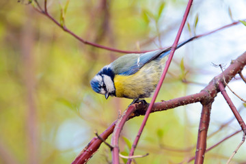 Obraz premium Blue tit bird, Cyanistes caeruleus, blue tit in summer, a lovely blue tit with a yellow chest and a blue tuft, wildlife, common in Europe, Western Asia and Northwest Africa, songbird on a branch.