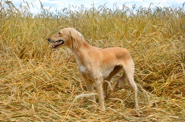 Fototapeta na wymiar Kazakh greyhound Tazi
