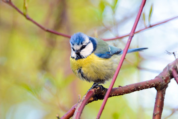 Blue tit bird, Cyanistes caeruleus, blue tit common bird in summer, a lovely blue tit with a yellow chest and a blue tuft, wildlife, common in Europe, Western Asia and Northwest Africa, songbird.