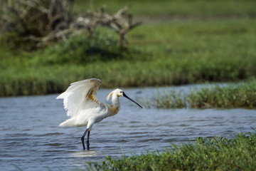 Eurasian spoonbill in Bundala National Park, Sri Lanka