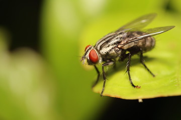 Fly insect