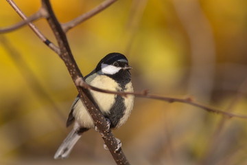titmouse close up