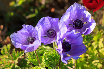 Group violet anemones