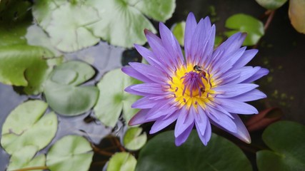 Purple Lotus