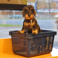 dachshund dog in the store in the shopping cart