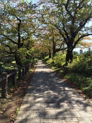 散歩道2