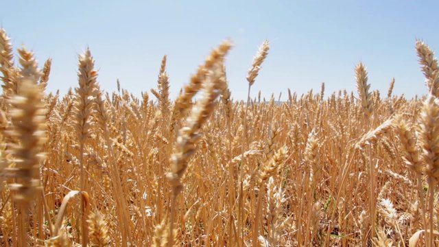 Agriculture: Wheat field - ripen plants waving at wind; harvest is about to start; closeup; 