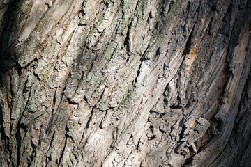 Tree Bark Macro