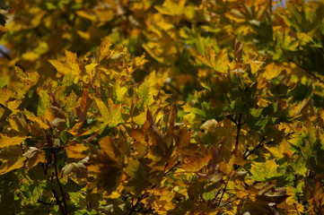 goldener Herbst