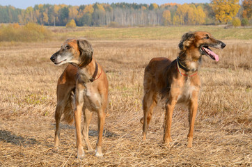 Autumn hunting dogs