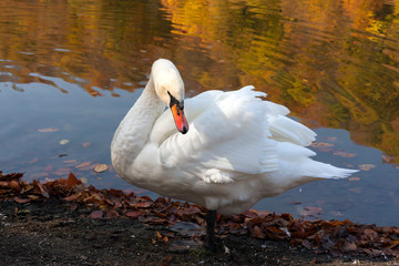 White swan at the lake in autumn leaf
