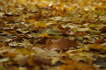 Laub auf dem Waldboden
