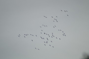Zugvögel