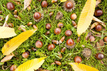 芝生の上に落ちた大量のドングリの実