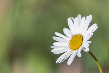 Fototapeta premium marguerite