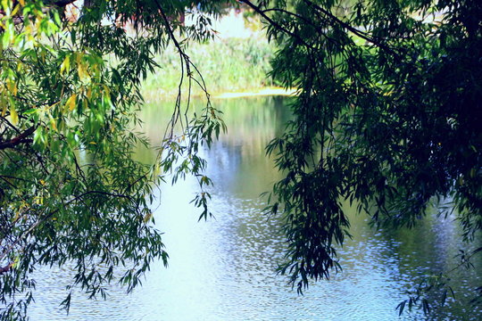 Unter der Trauerweide am Teich