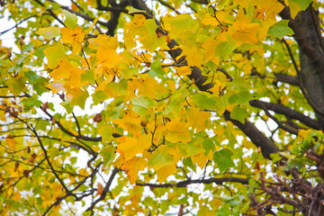 Autumn in the park