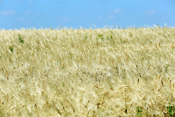 Beautiful summer field
