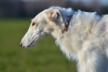 Fototapeta na wymiar White Russian wolfhound