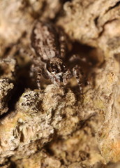 Small jumping spider