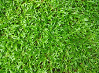 grass for play ground