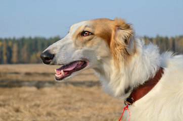 Hunting with wolfhound dog