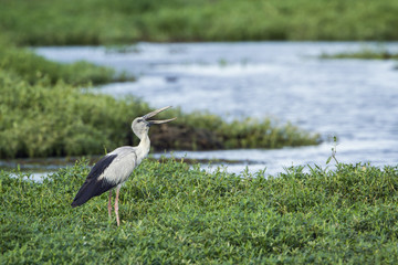 Asian openbill in Bundala National Park, Sri Lanka