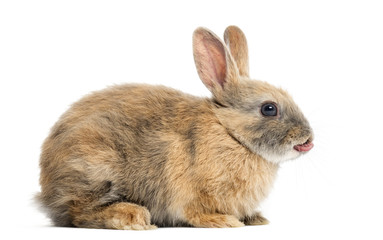 Rabbit in front of a white background