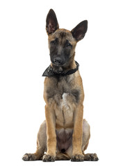 Belgian Shepherd sitting in front of a white background